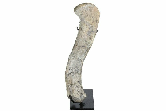 Huge, Fossil Phytosaur Femur With Metal Stand - Arizona #173484